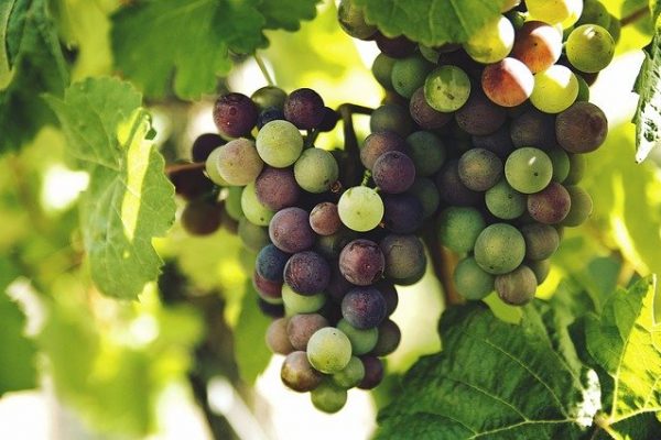 grapes-1246531_640 grapes-1246531_640
