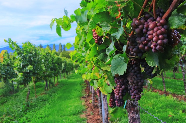 Principales beneficios del vino tinto para la salud