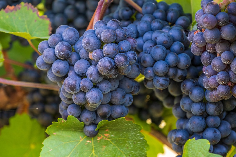 Como afectan los taninos al sabor del vino